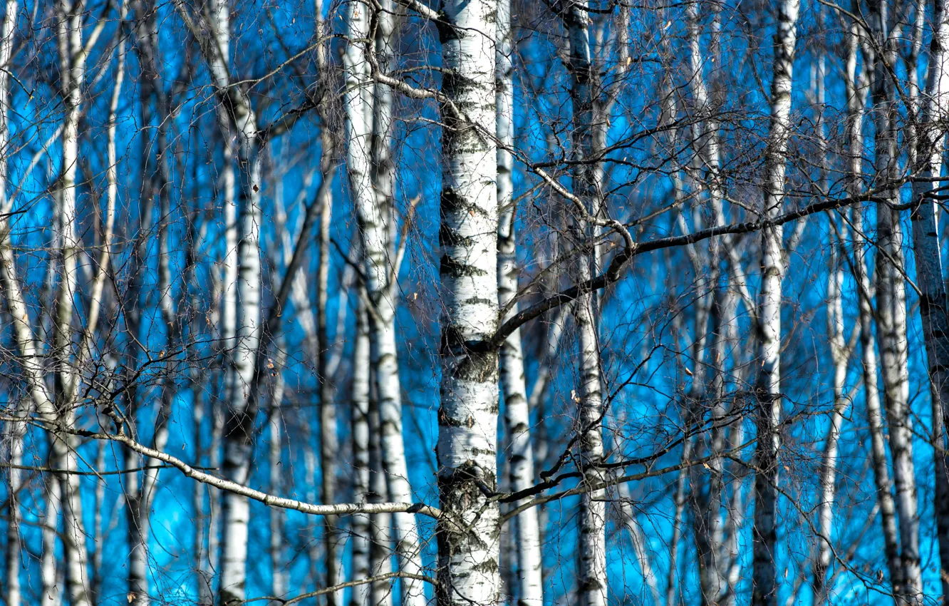 Photo wallpaper nature, spring, birch