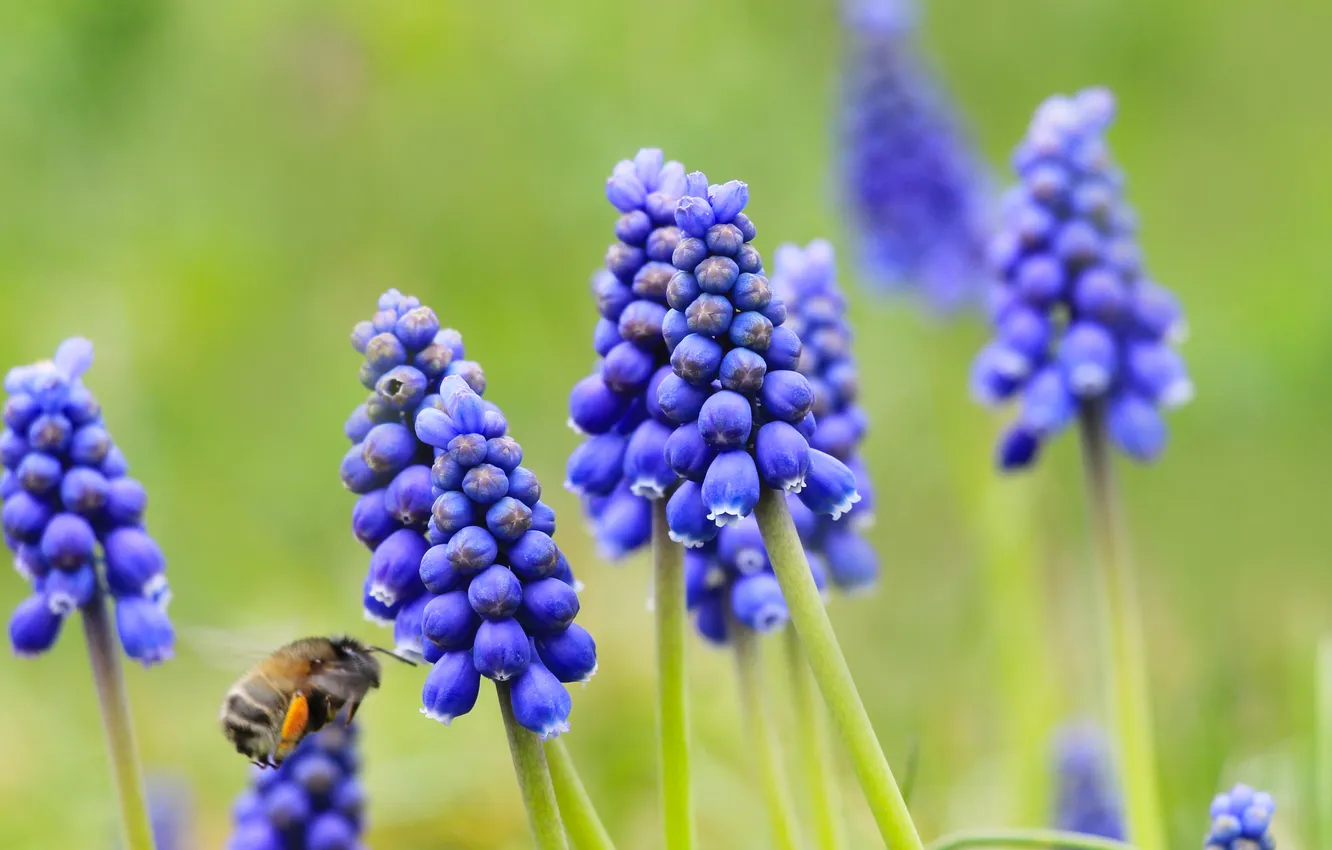 Photo wallpaper blue, spring, meadow, blooming, Grape Hyacinths