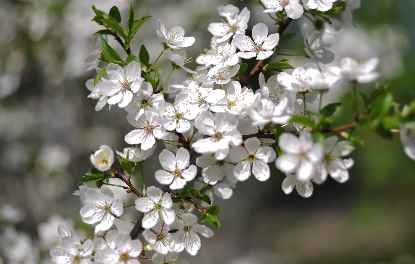 Photo wallpaper flowers, branches, spring, Apple