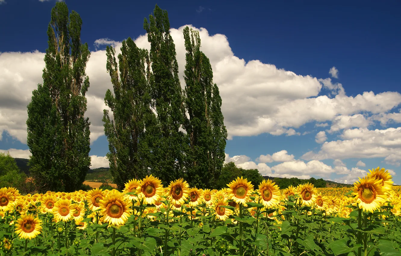 Photo wallpaper field, summer, the sky, clouds, trees, sunflowers, flowers, blue