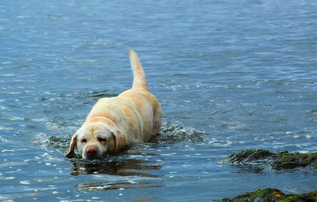 Photo wallpaper sea, water, dog