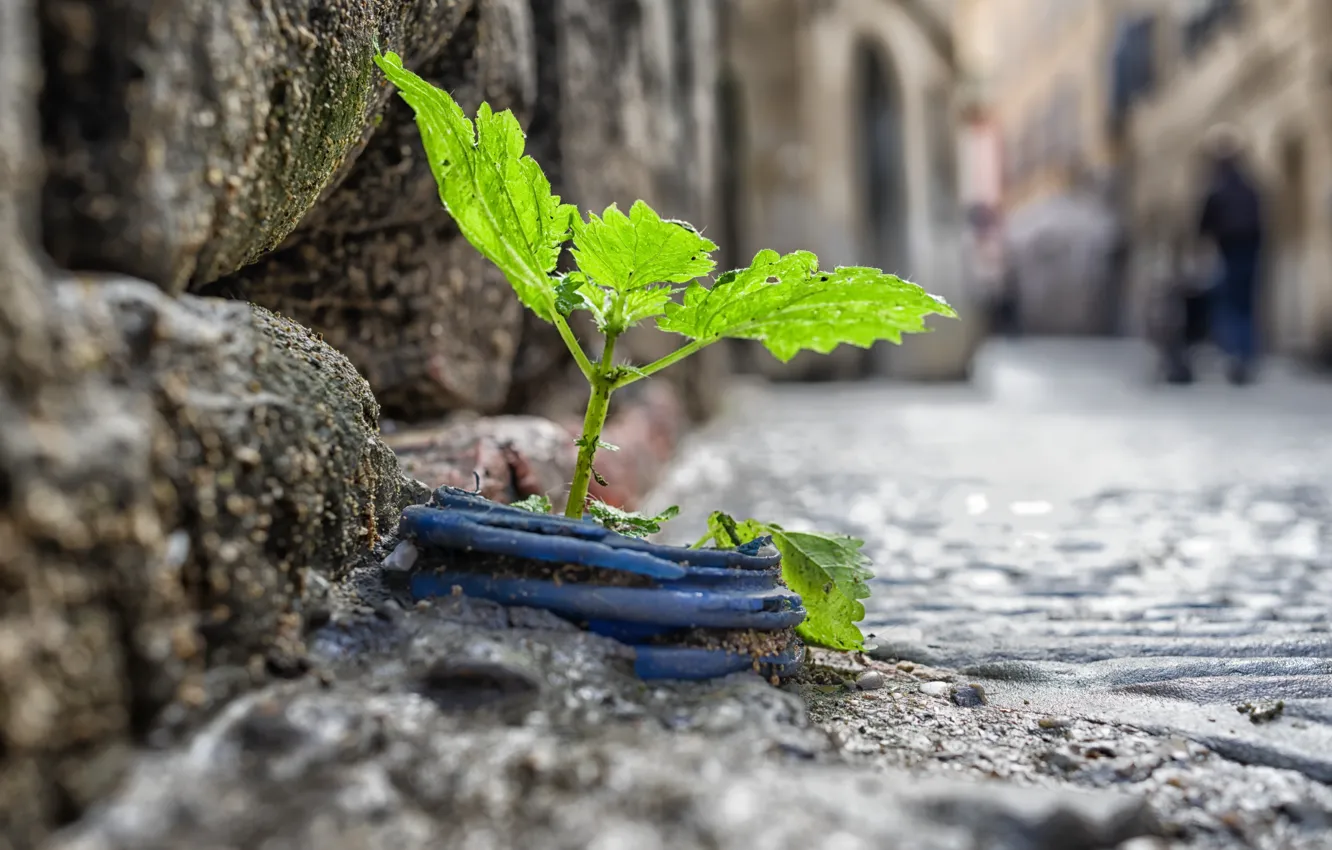 Photo wallpaper nature, the city, street