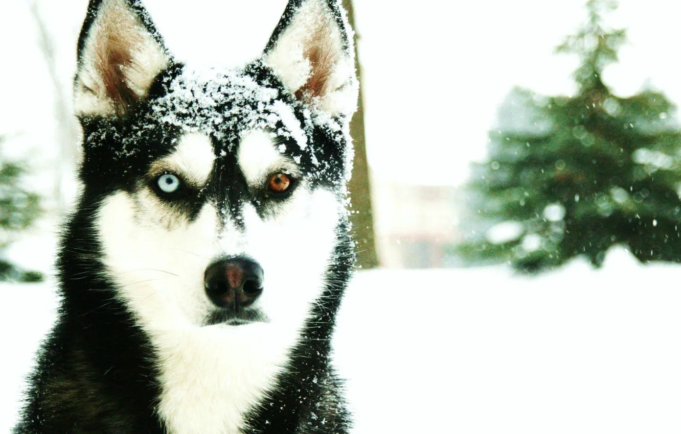 Photo wallpaper cold, winter, snow, husky