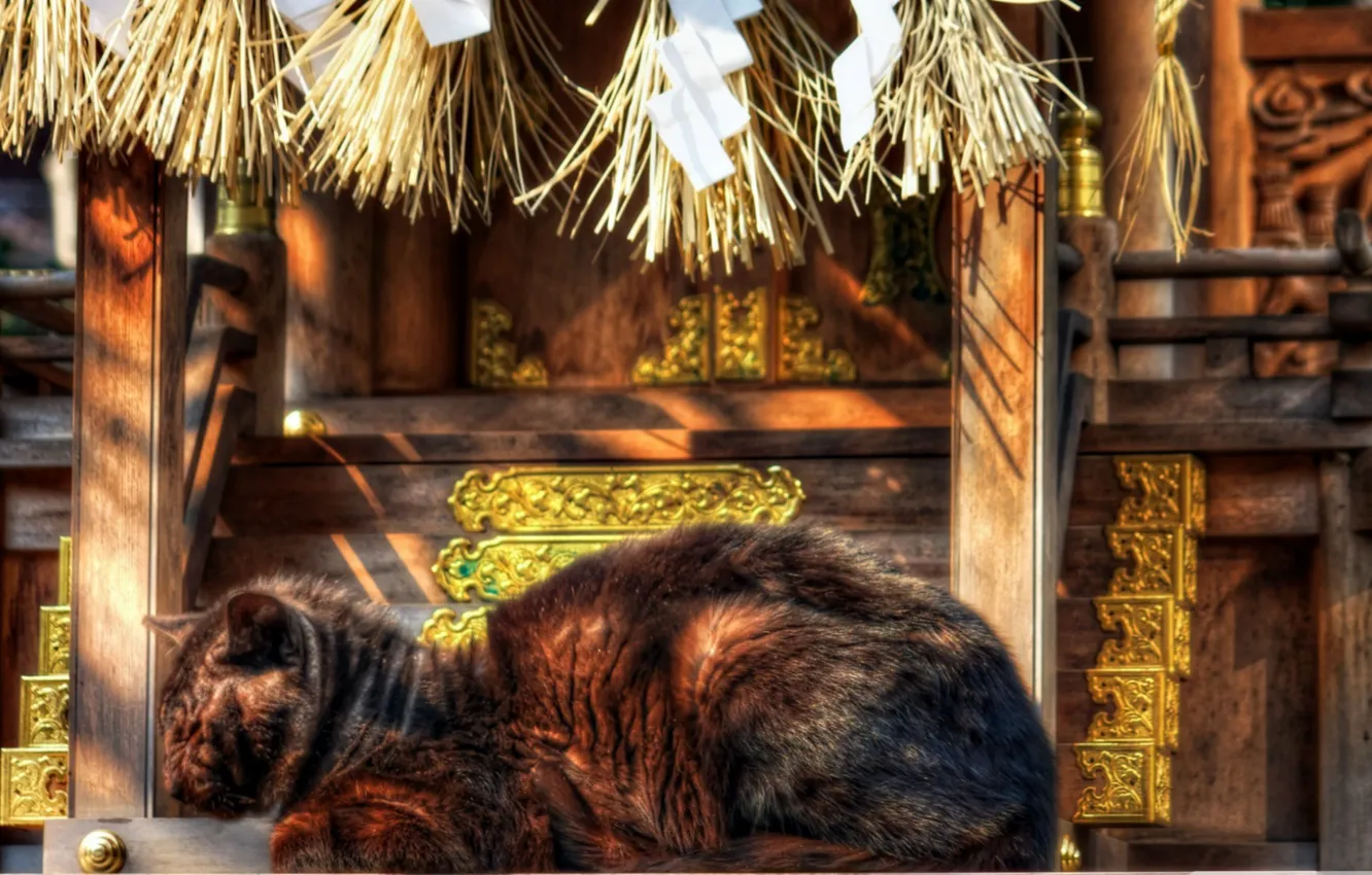 Photo wallpaper cat, Japan, temple, sleep