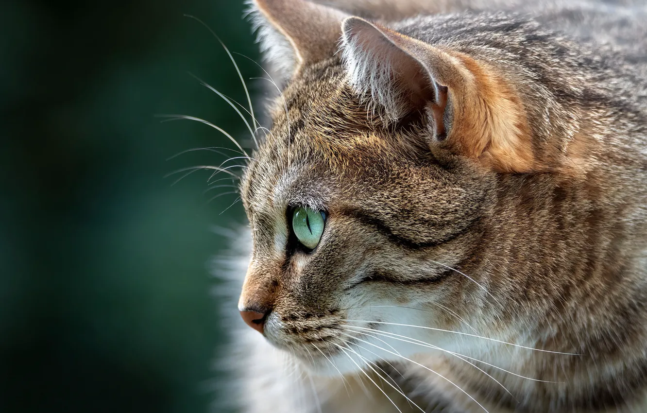 Photo wallpaper cat, cat, background, portrait, muzzle, profile, cat