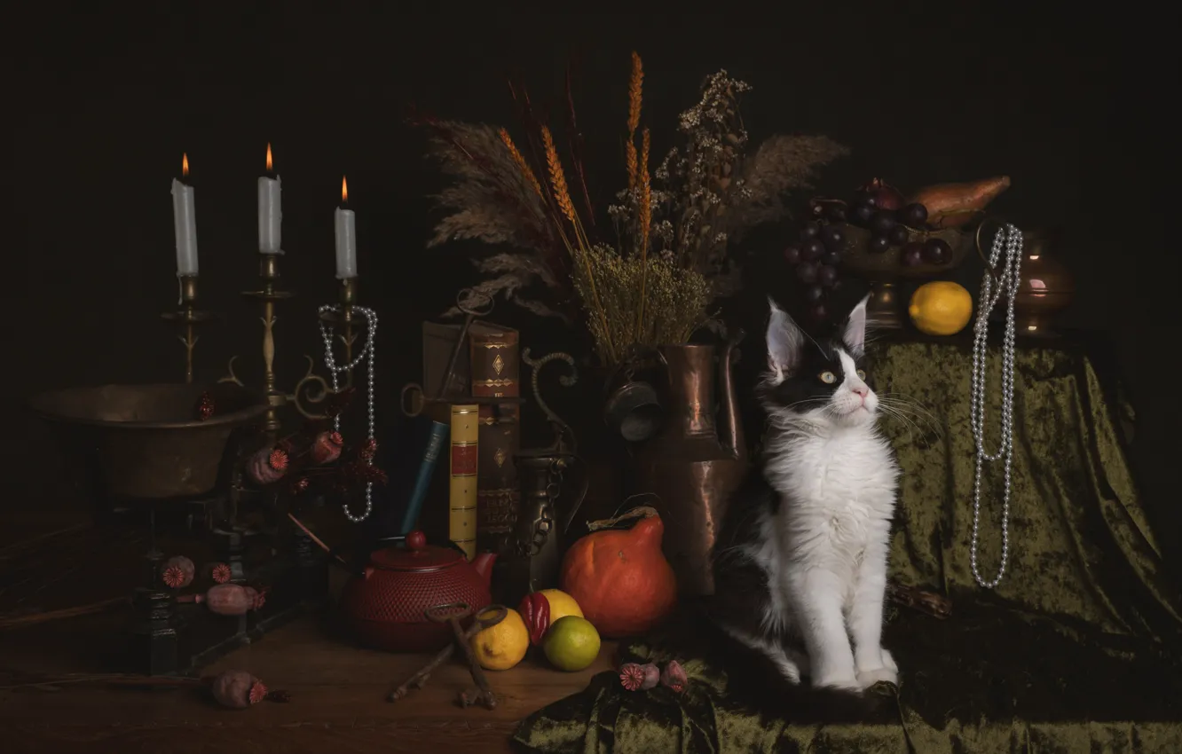 Photo wallpaper cat, cat, still life, kitty, items