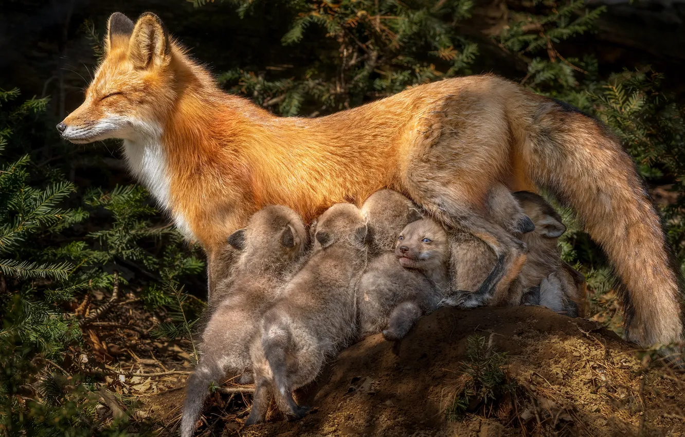 Photo wallpaper Fox, Fox, kids, mom, cubs, cubs, brood, breastfeeding