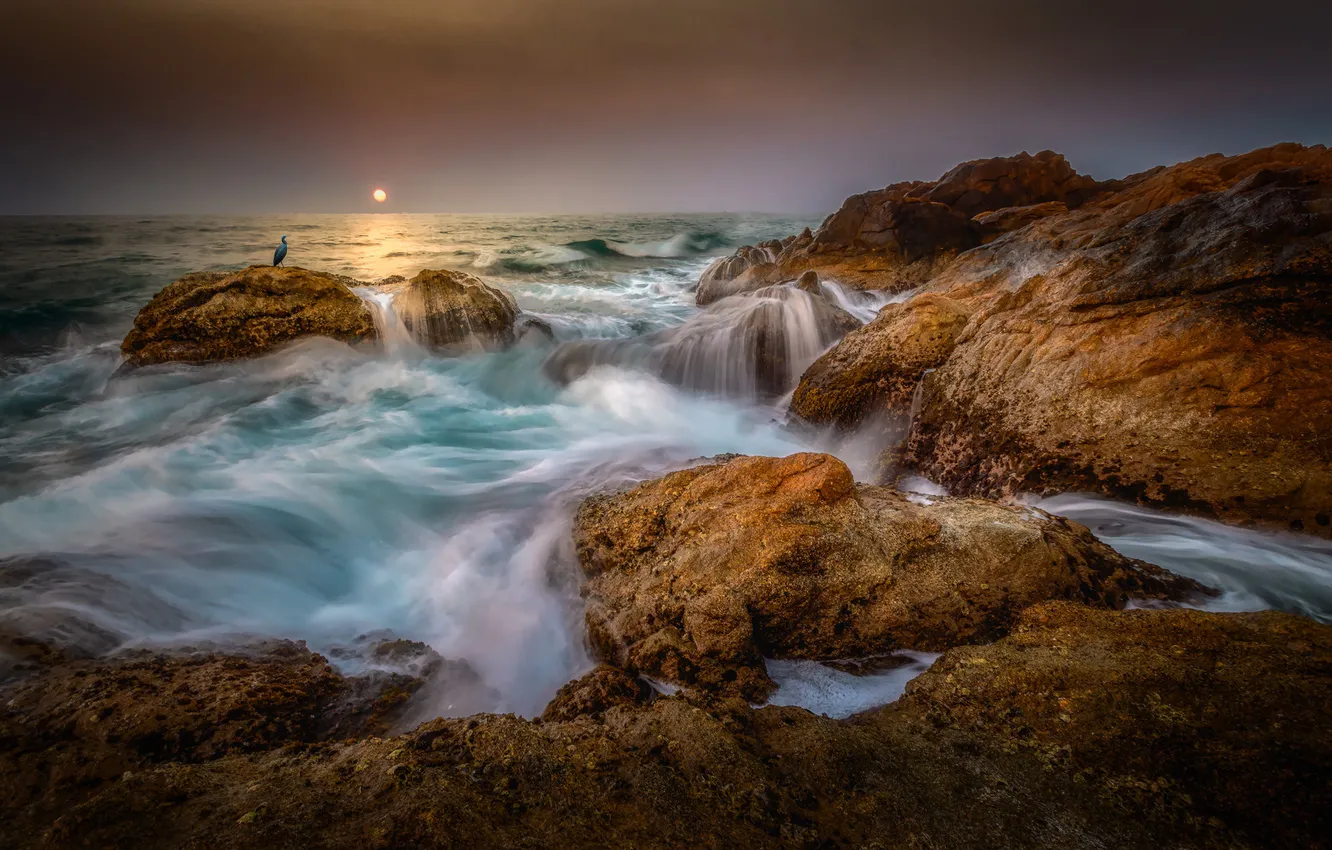 Photo wallpaper sea, wave, stones, rocks, bird, cormorants
