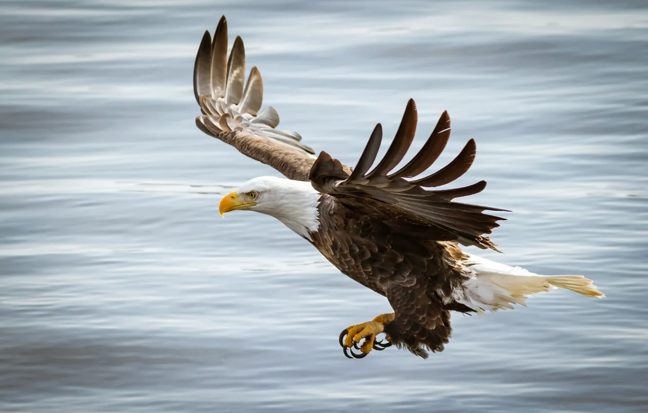 Photo wallpaper flight, bird, eagle, wings, beak