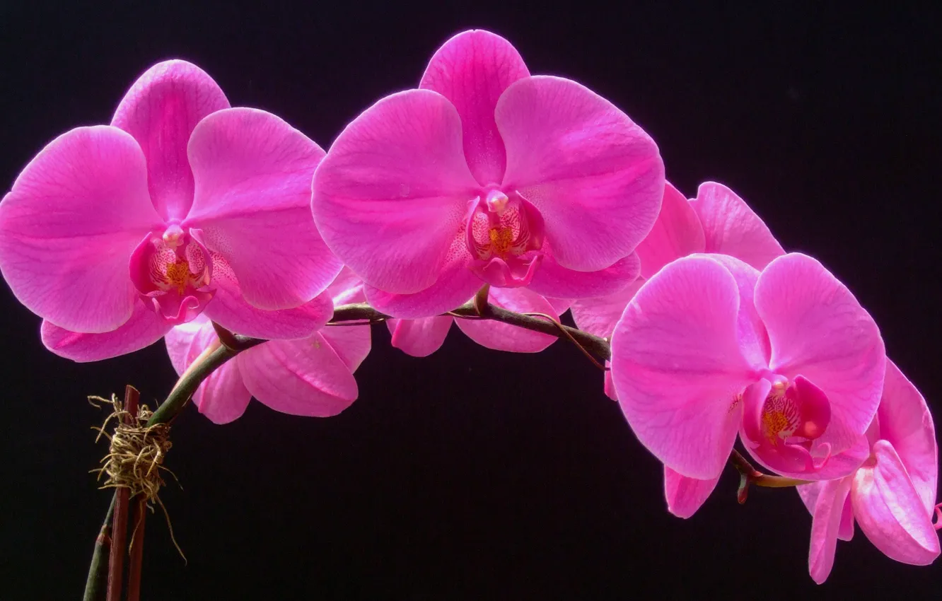 Photo wallpaper macro, background, petals, Orchid, inflorescence