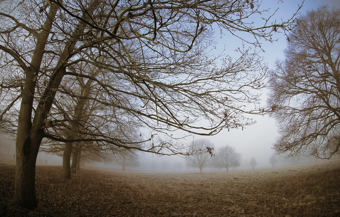 Photo wallpaper trees, fog, Park