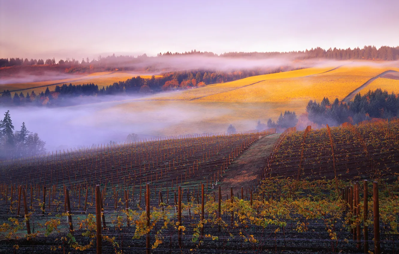 Photo wallpaper field, the sky, the sun, trees, nature, fog, dawn, plantation
