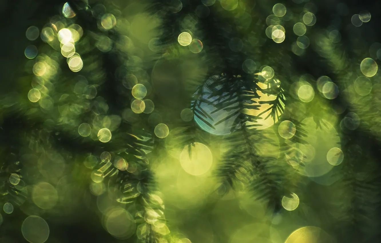 Photo wallpaper nature, glare, spruce