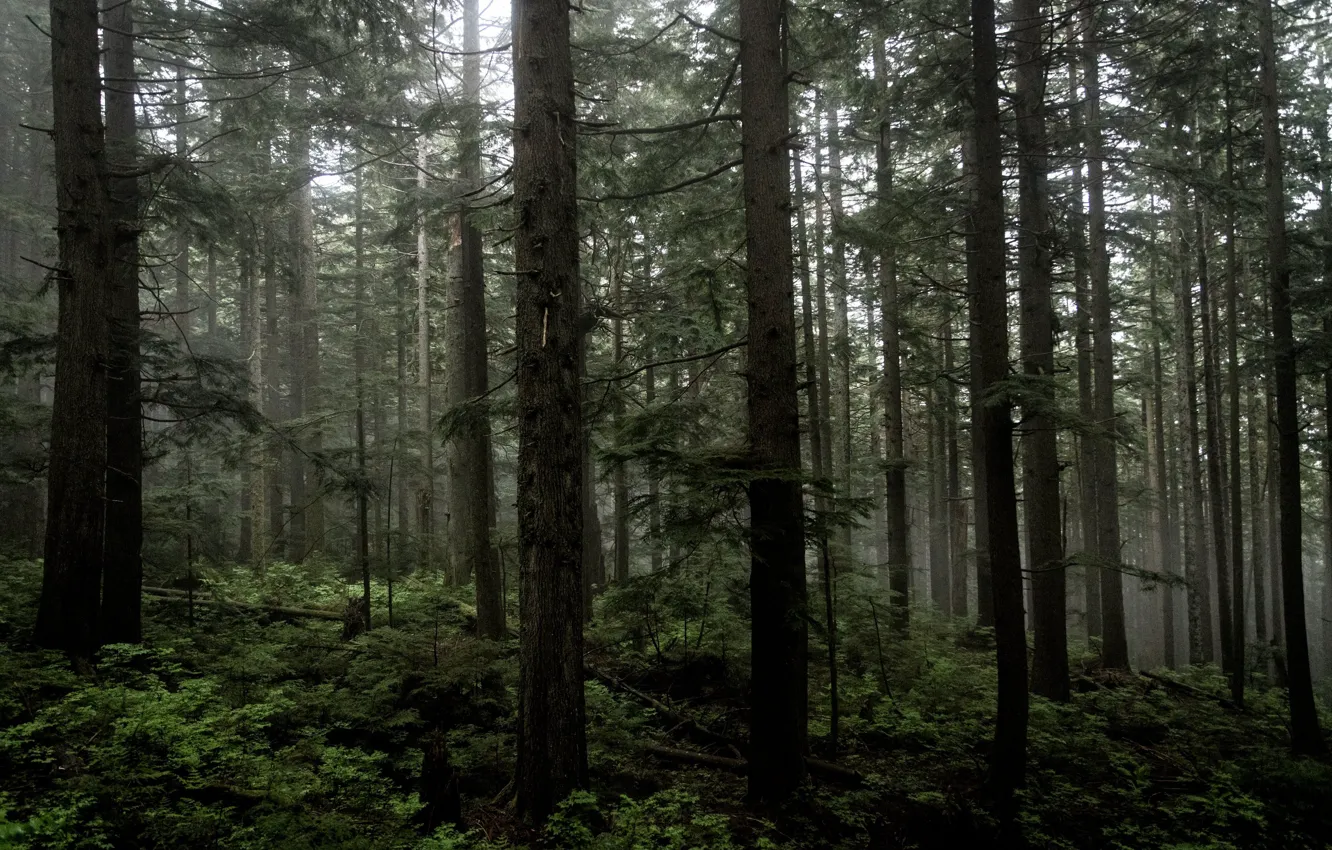 Photo wallpaper forest, trees, nature