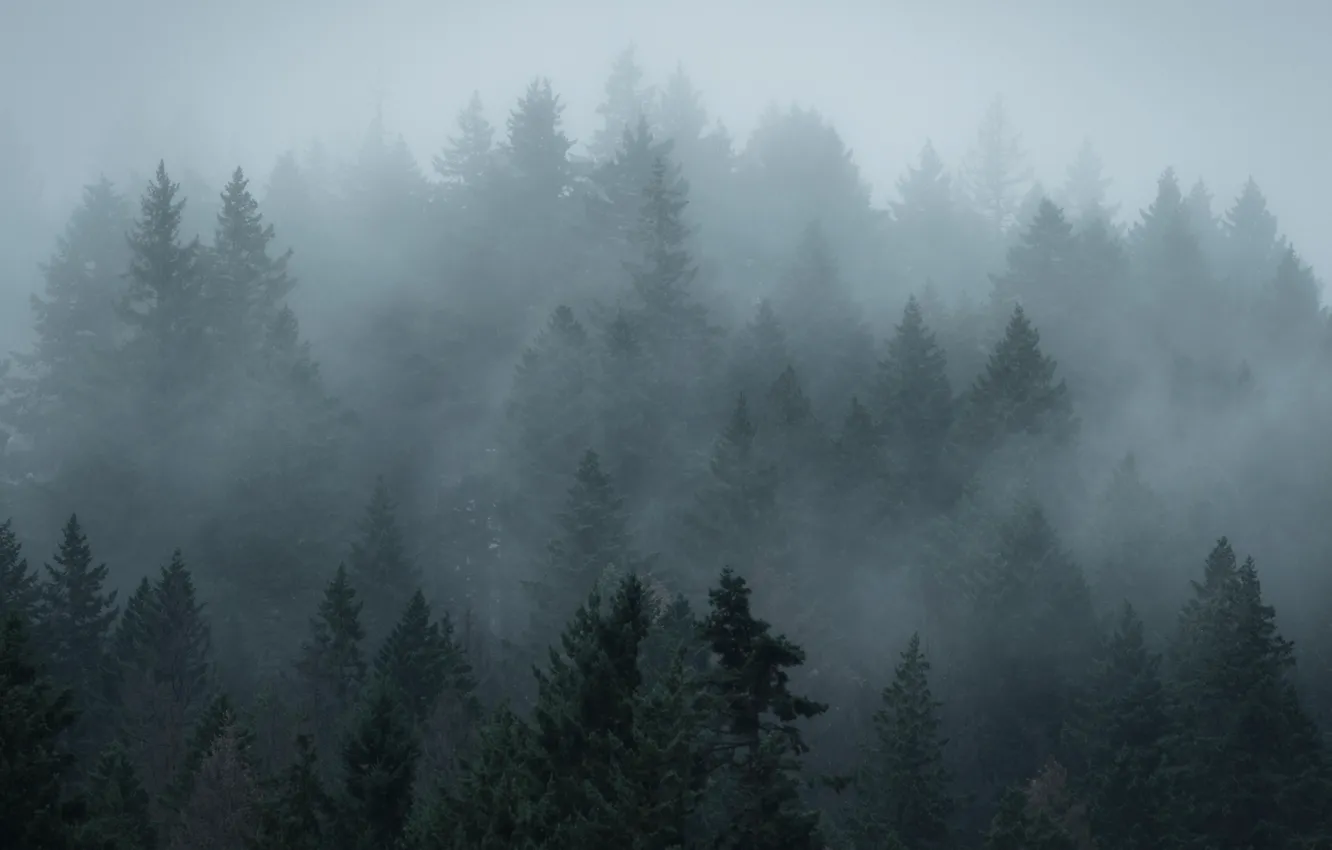 Photo wallpaper forest, trees, nature, fog