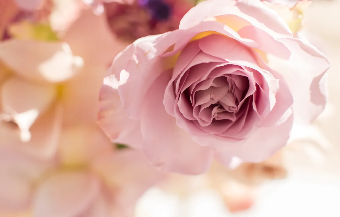 Photo wallpaper macro, pink, rose, Bud, beautiful, gentle