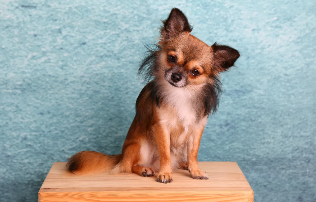 Photo wallpaper look, dog, muzzle, baby, Chihuahua