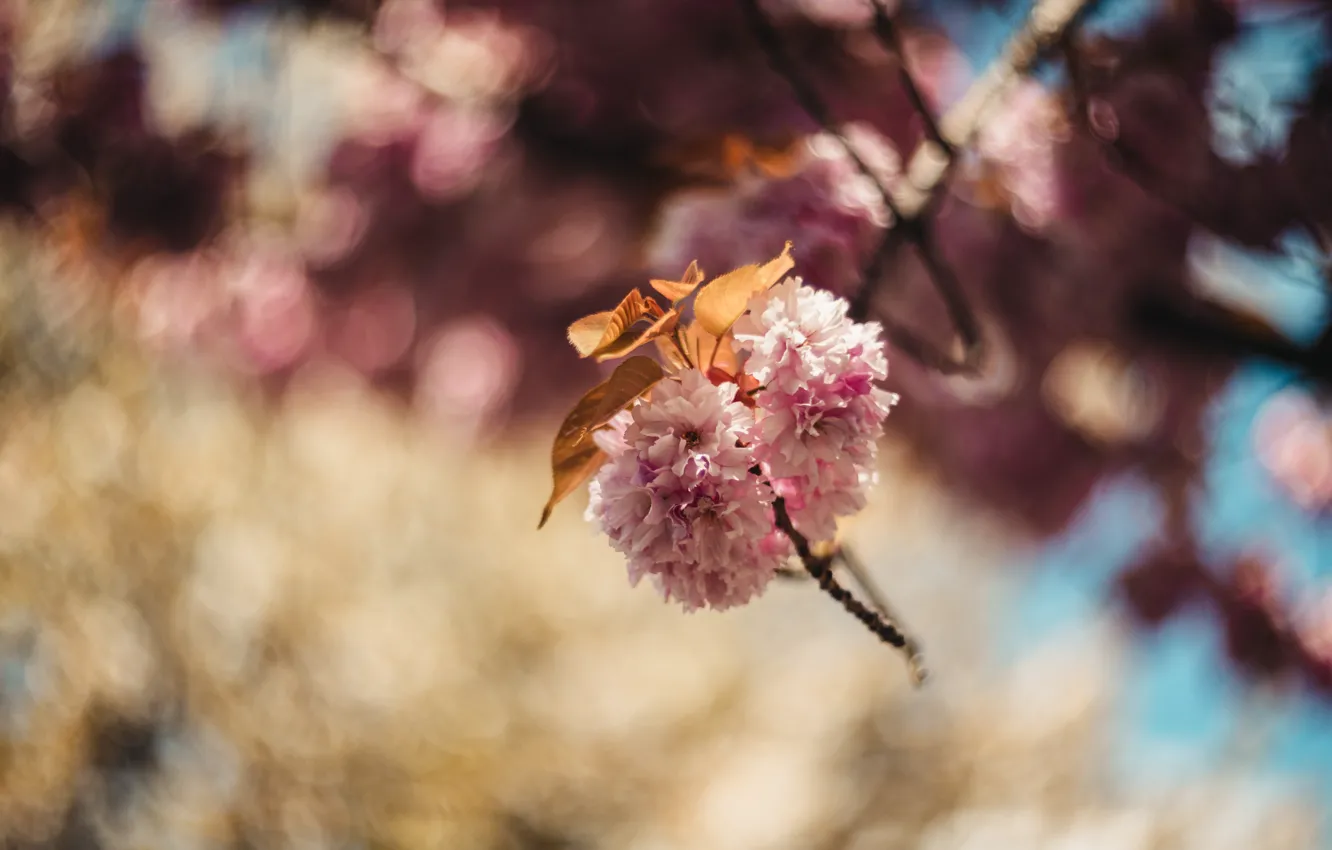 Photo wallpaper leaves, flowers, branches, cherry, blur, spring, Sakura, pink