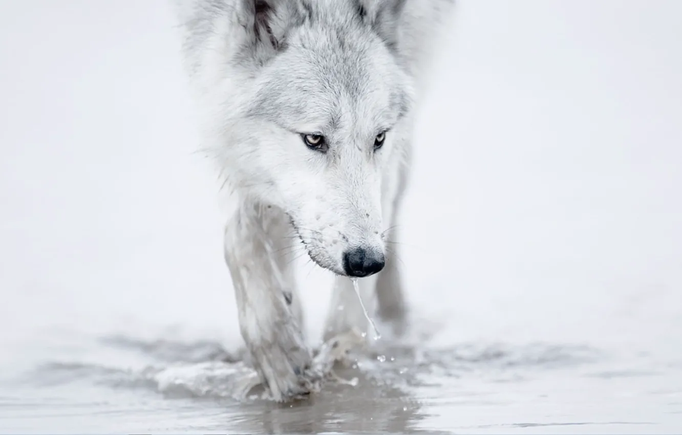 Photo wallpaper Predator, animals, nature, animal, wolf, wildlife, portrait, portrait.