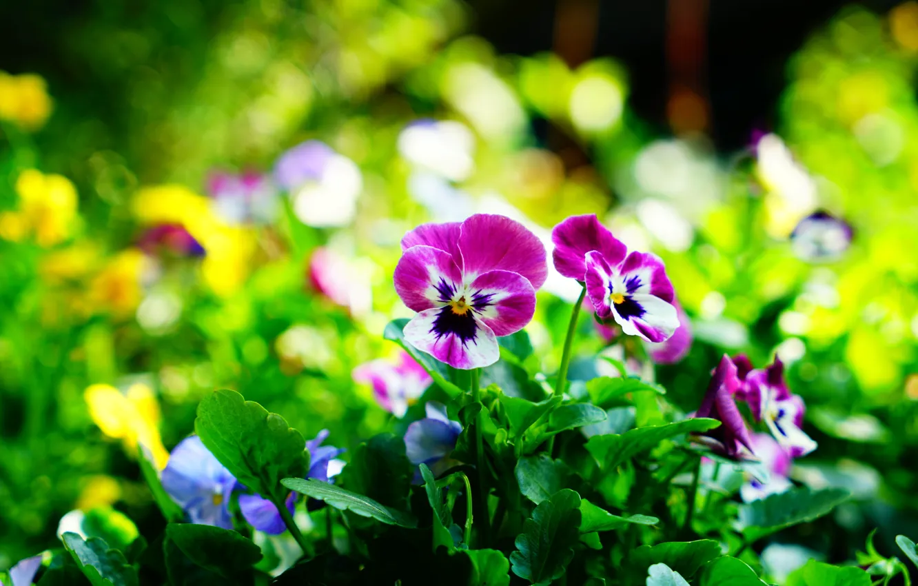 Photo wallpaper greens, light, flowers, nature, glare, glade, pink, Pansy