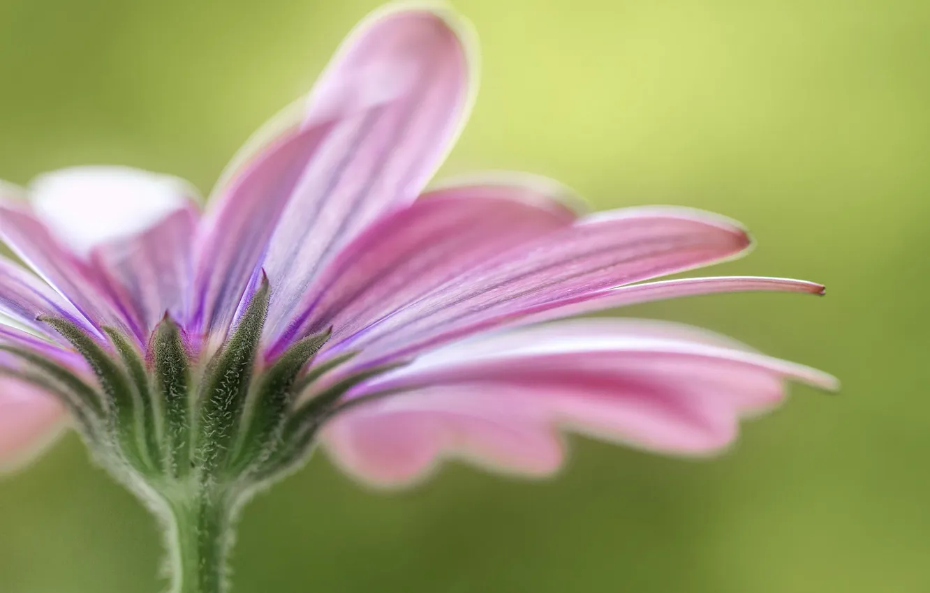 Photo wallpaper flowers, plant, lepecki