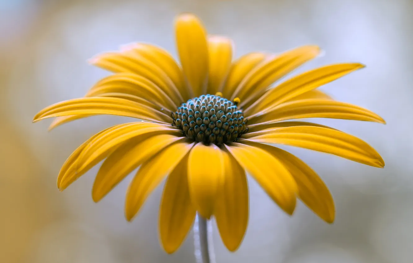 Photo wallpaper flowers, nature, plant, petals