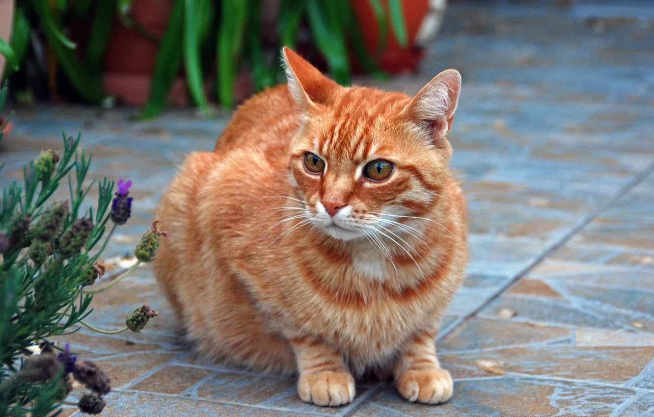 Photo wallpaper cat, red, sitting, looks