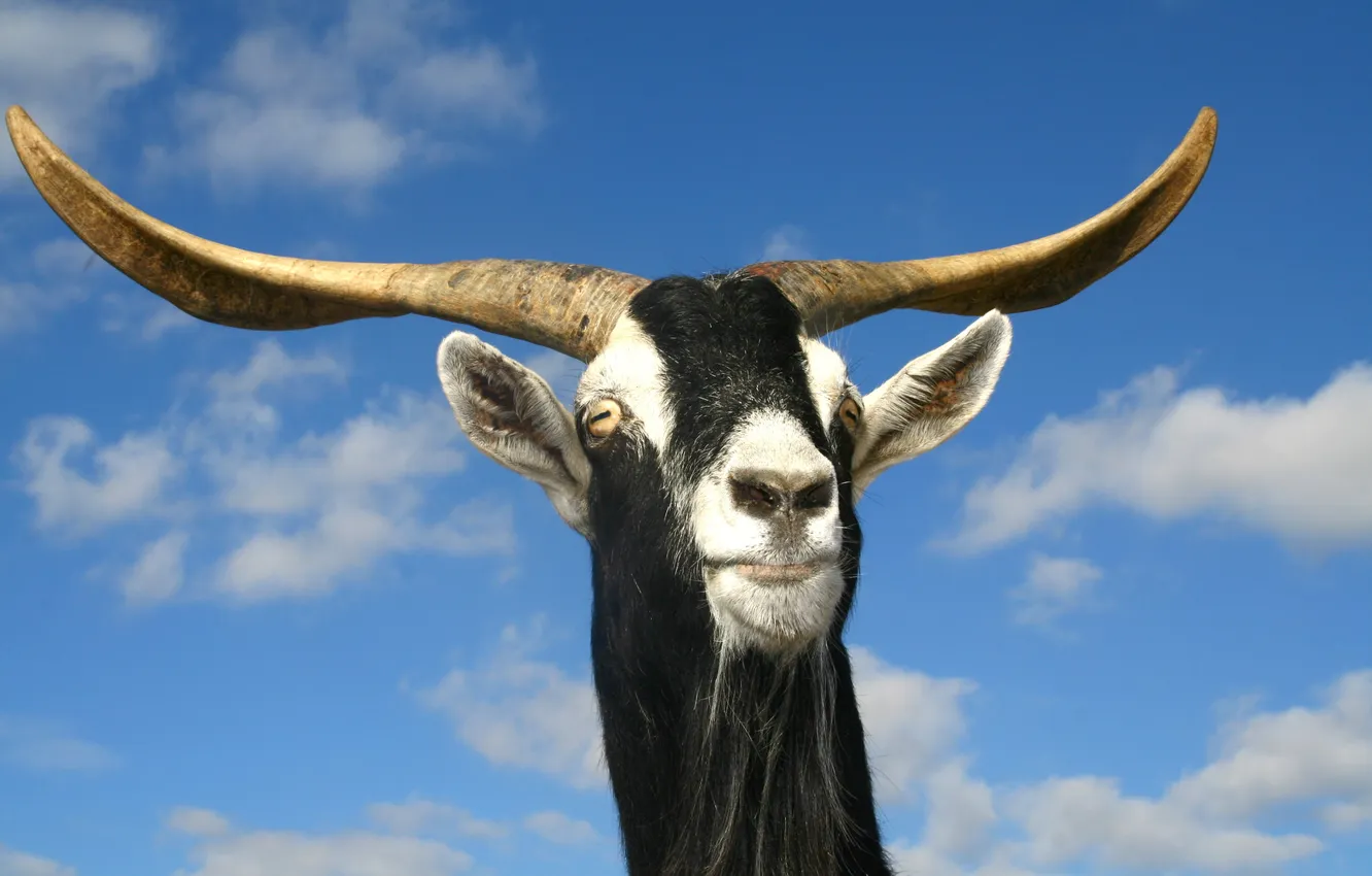 Photo wallpaper the sky, clouds, goat, horns, Horny
