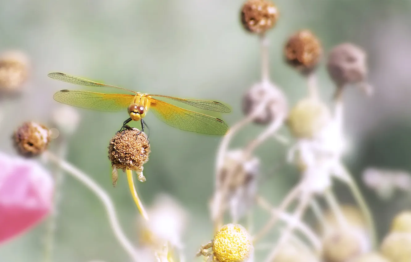 Photo wallpaper macro, flowers, dragonfly, insect