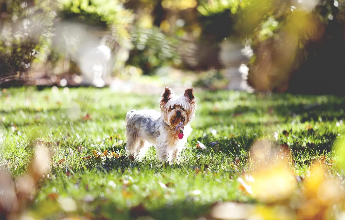 Photo wallpaper nature, lawn, dog, Terrier