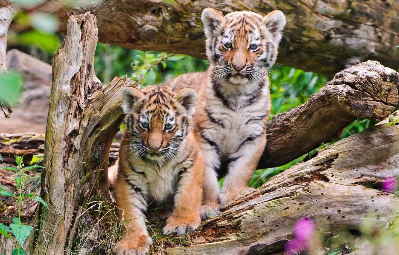 Photo wallpaper tigers, the cubs, logs