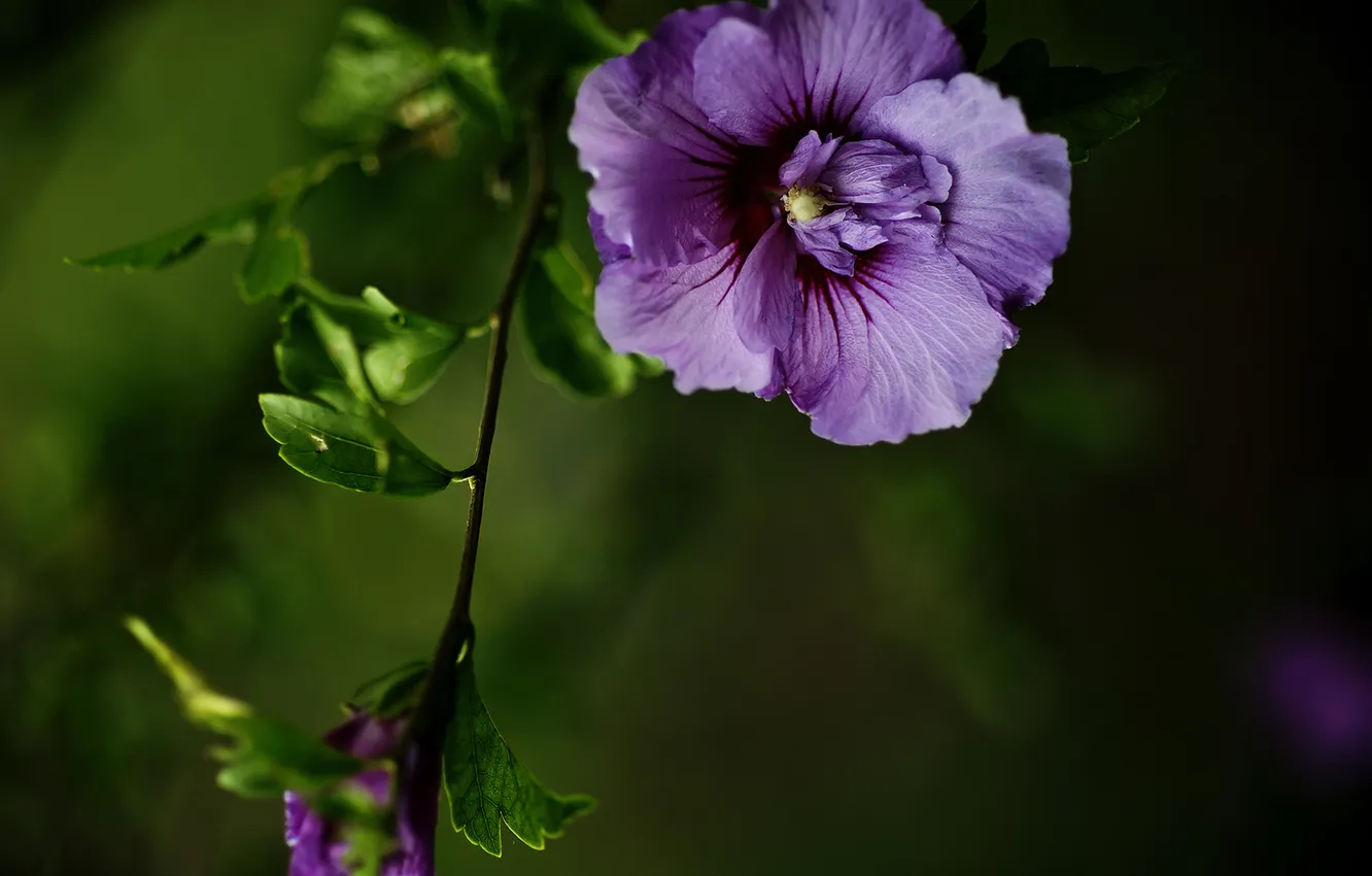 Photo wallpaper flower, branch, Purple energy