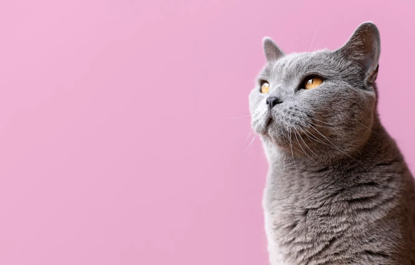 Photo wallpaper cat, cat, look, grey, muzzle, pink background, cat, British Shorthair