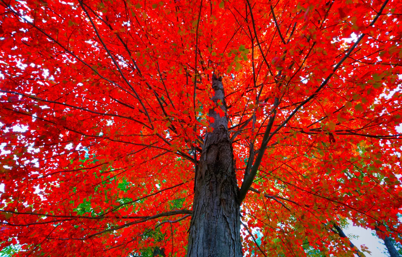 Photo wallpaper autumn, leaves, trees, trunk, crown, the crimson