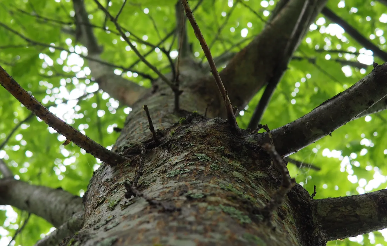 Photo wallpaper leaves, trees, branches, trunk