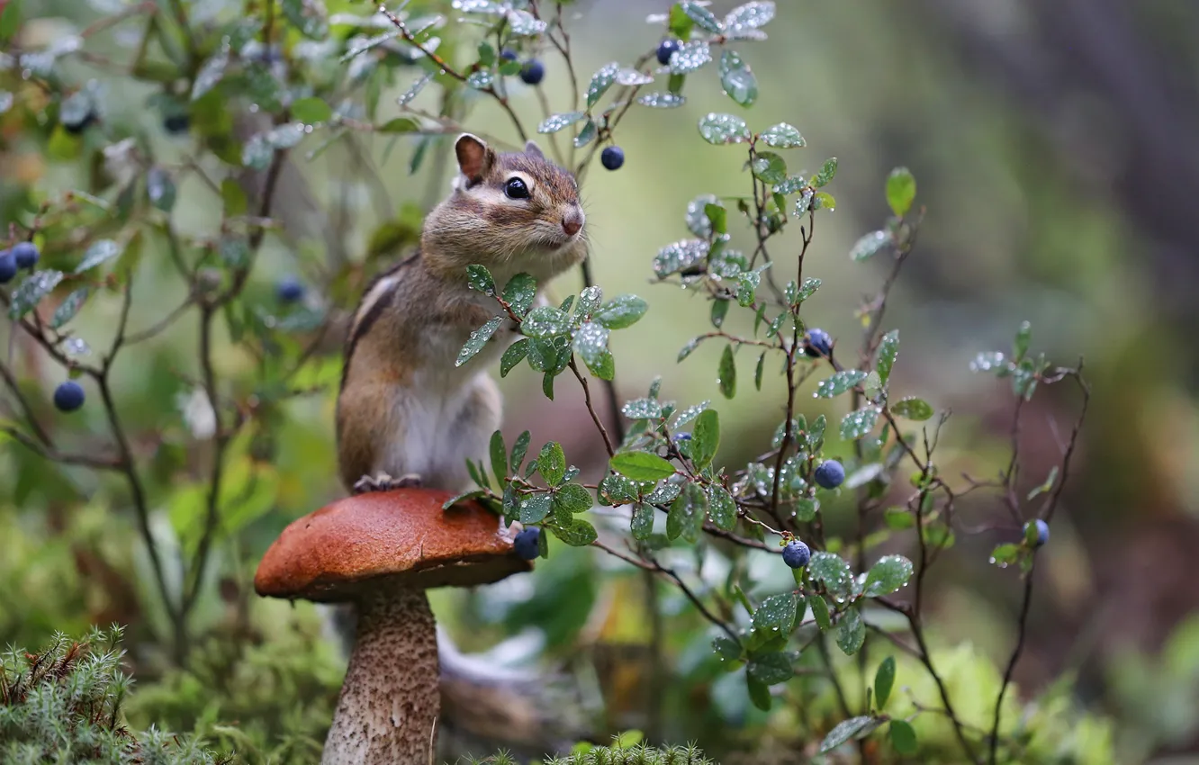 Photo wallpaper nature, berries, mushrooms, moss, boletus, Chipmunk, animal, rodent