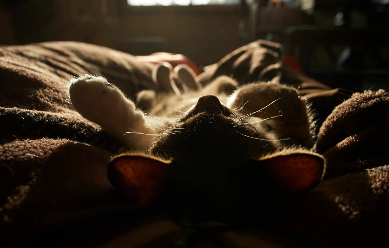 Photo wallpaper cat, the sun, light, kitty, sleeping, blanket
