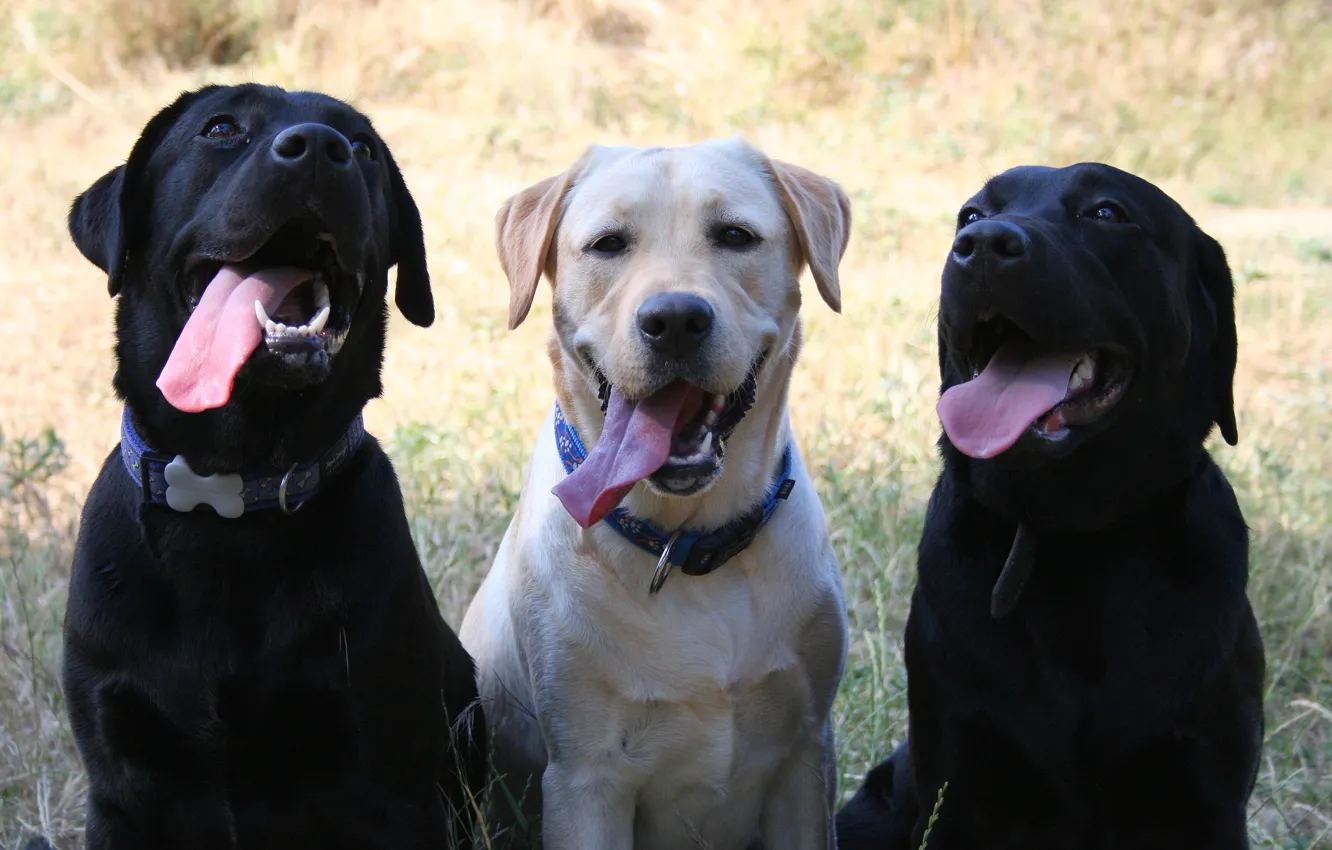 Photo wallpaper language, dog, Labrador