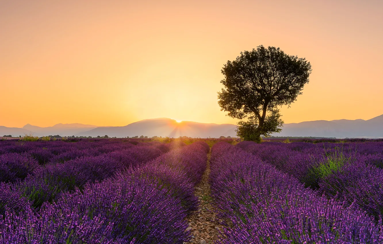 Photo wallpaper field, summer, the sky, the sun, rays, light, trees, flowers