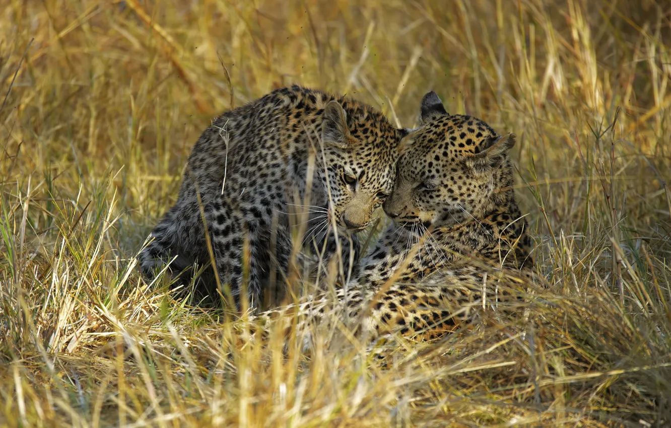 Photo wallpaper grass, pose, glade, two, leopard, pair, lies, straw