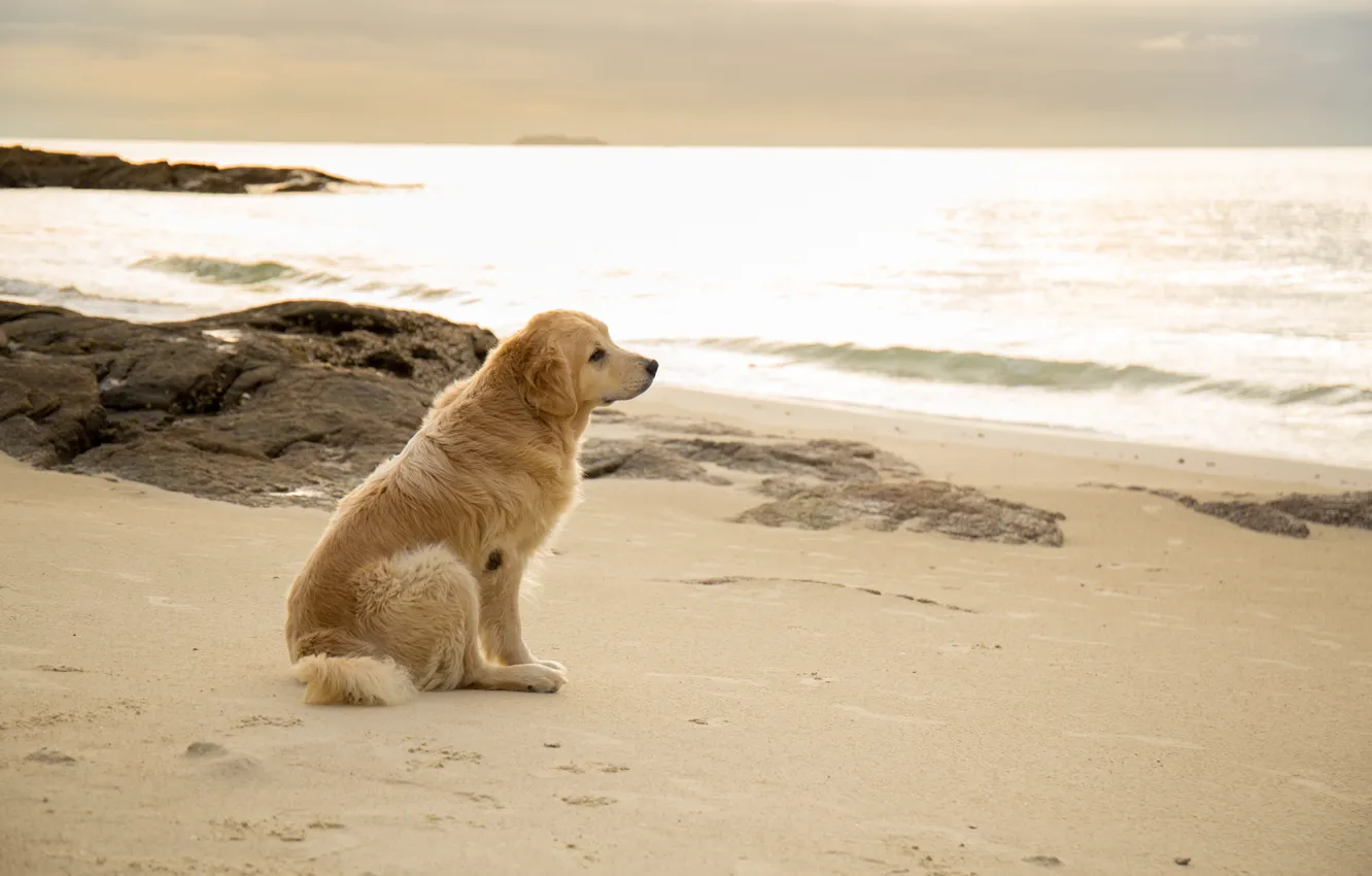 Photo wallpaper sand, sea, beach, summer, dog, summer, golden, Labrador