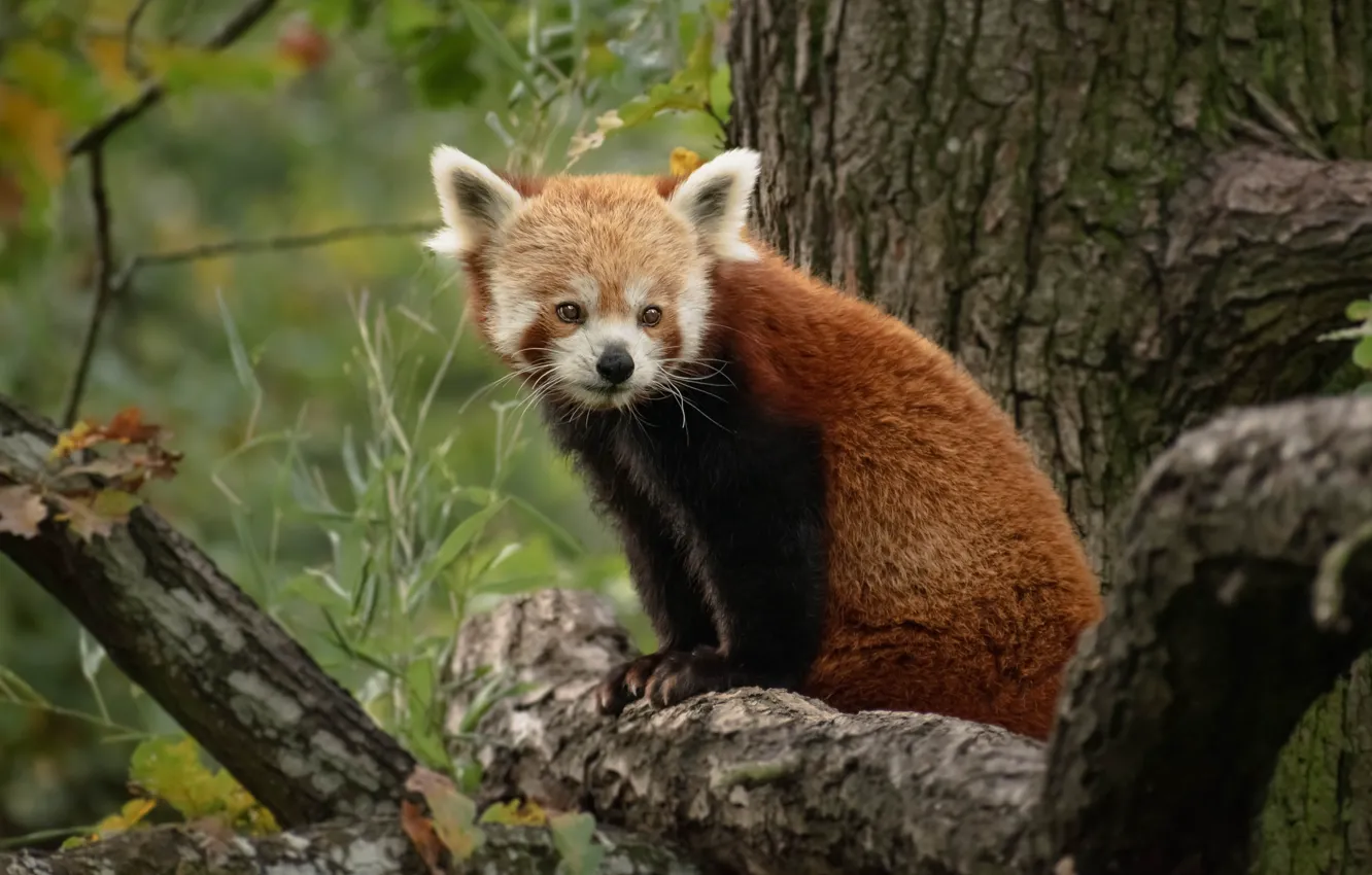 Photo wallpaper look, face, branches, nature, tree, portrait, baby, red Panda