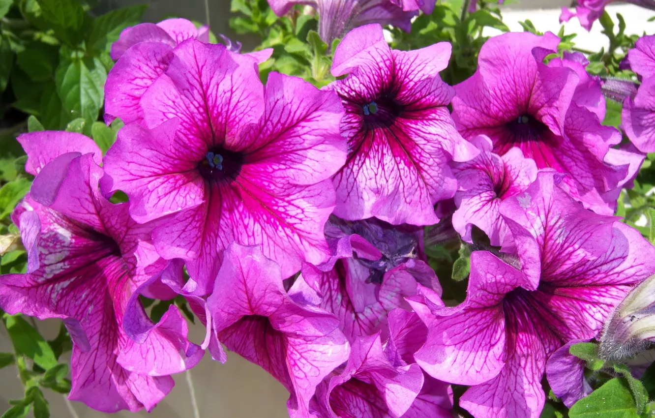 Photo wallpaper bright, pink, Petunia, Mamala ©