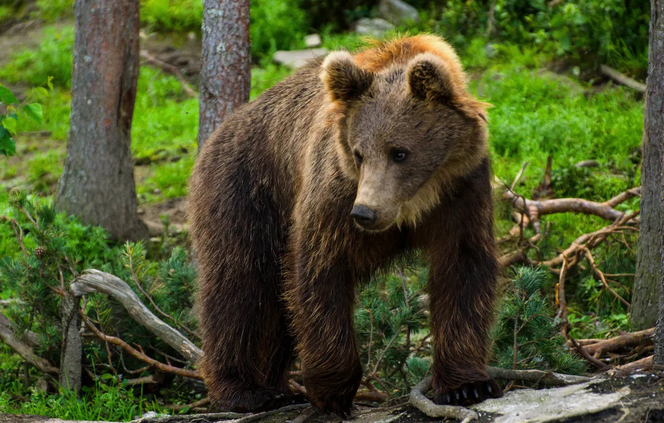 Photo wallpaper forest, bear, bear