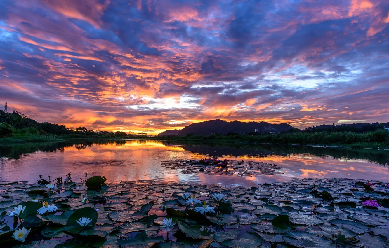 Photo wallpaper the sky, clouds, sunset, lake, the evening, Lotus