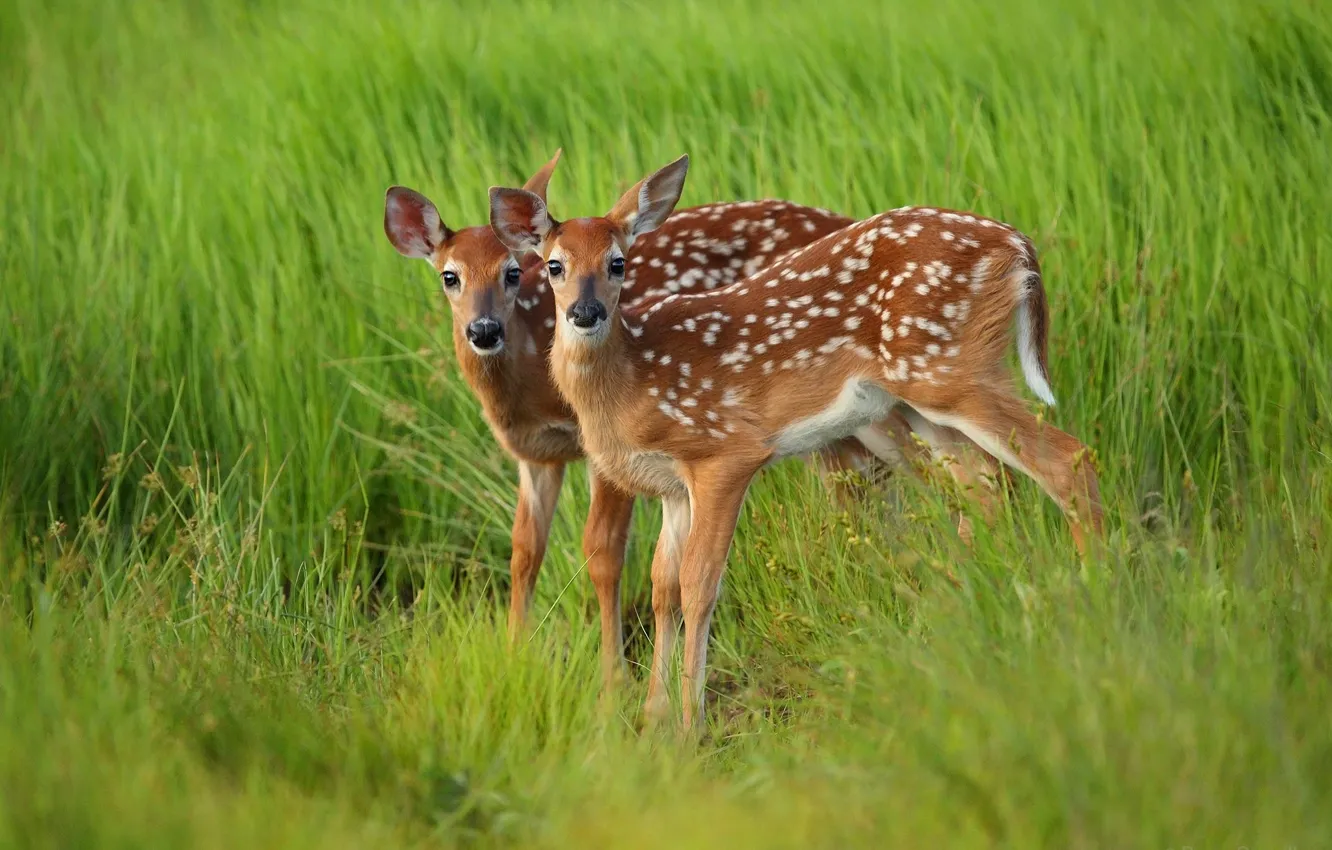 Photo wallpaper greens, grass, nature, glade, two, deer, pair, a couple