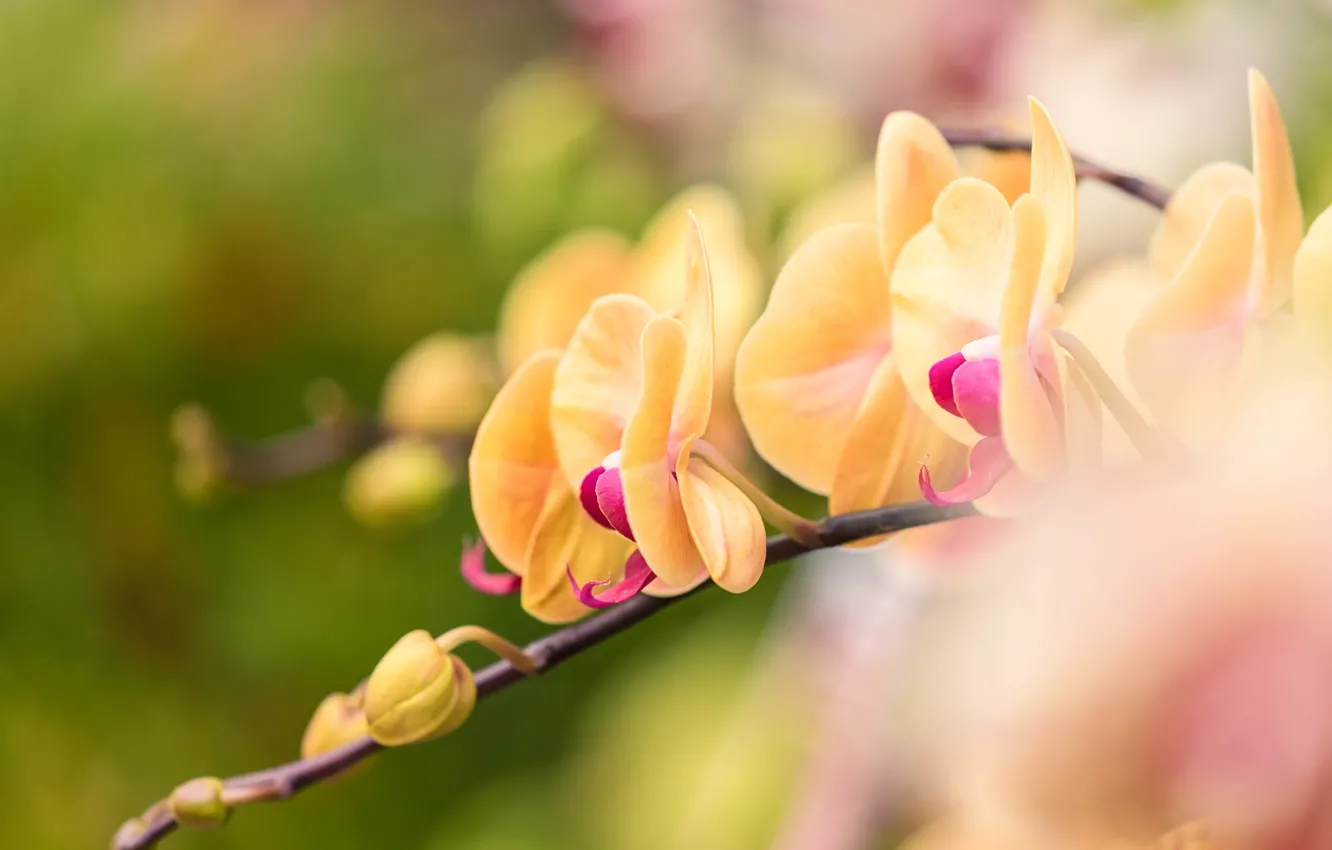 Photo wallpaper flowers, branches, nature, buds, Orchid, flowers