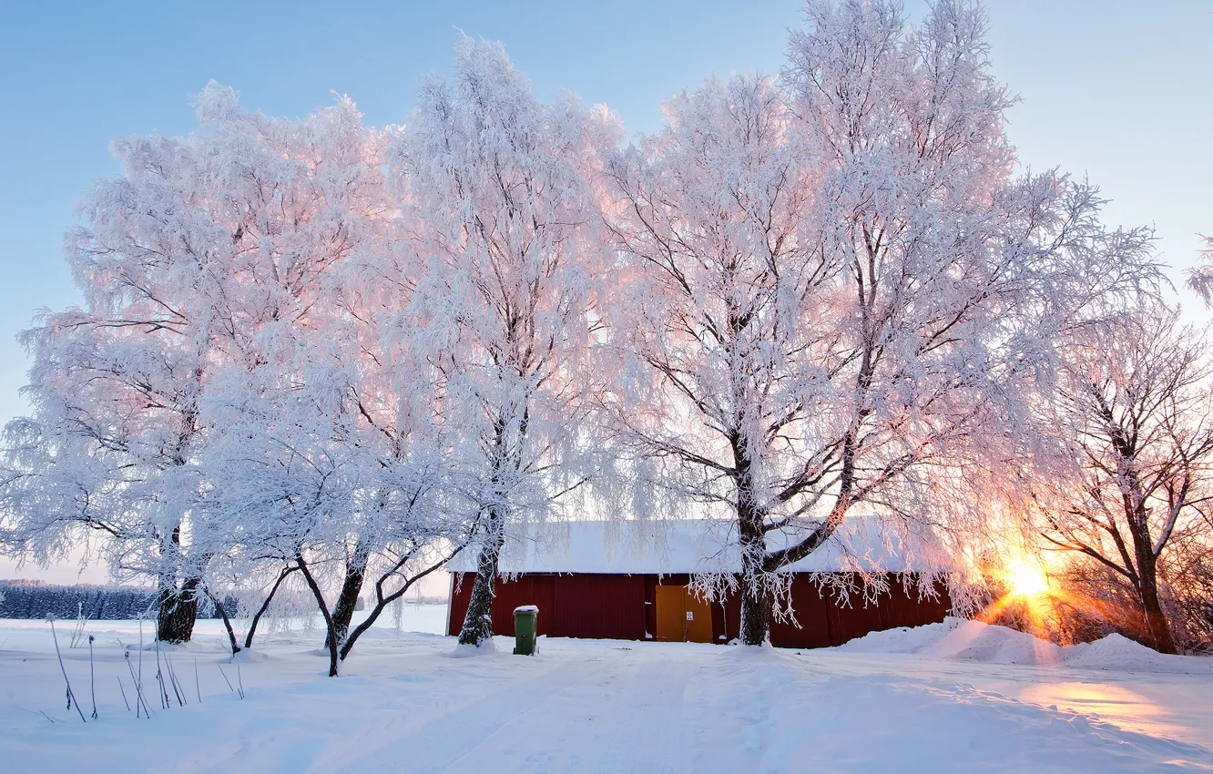 Photo wallpaper winter, frost, trees, nature