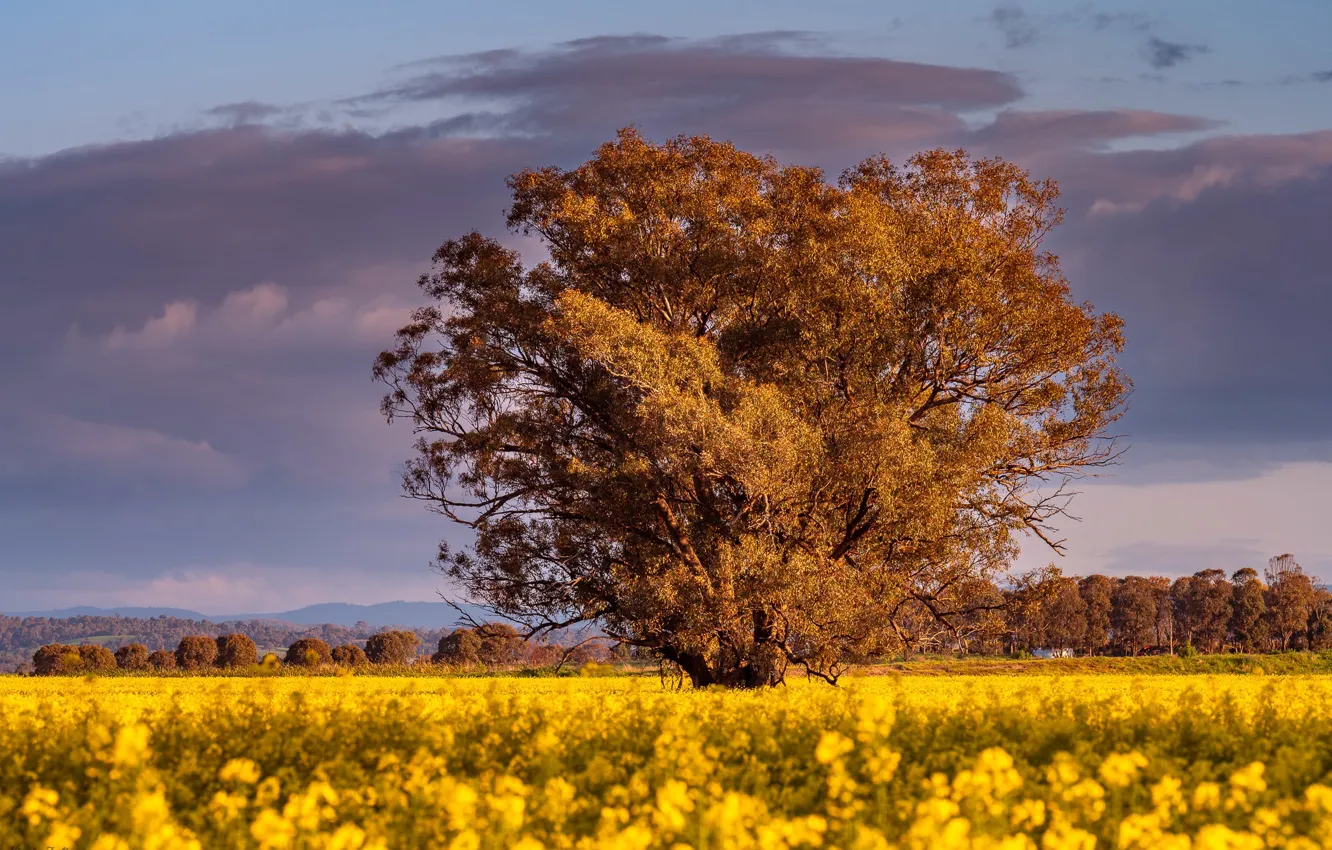 Photo wallpaper field, the sky, clouds, trees, flowers, yellow, spring, rape