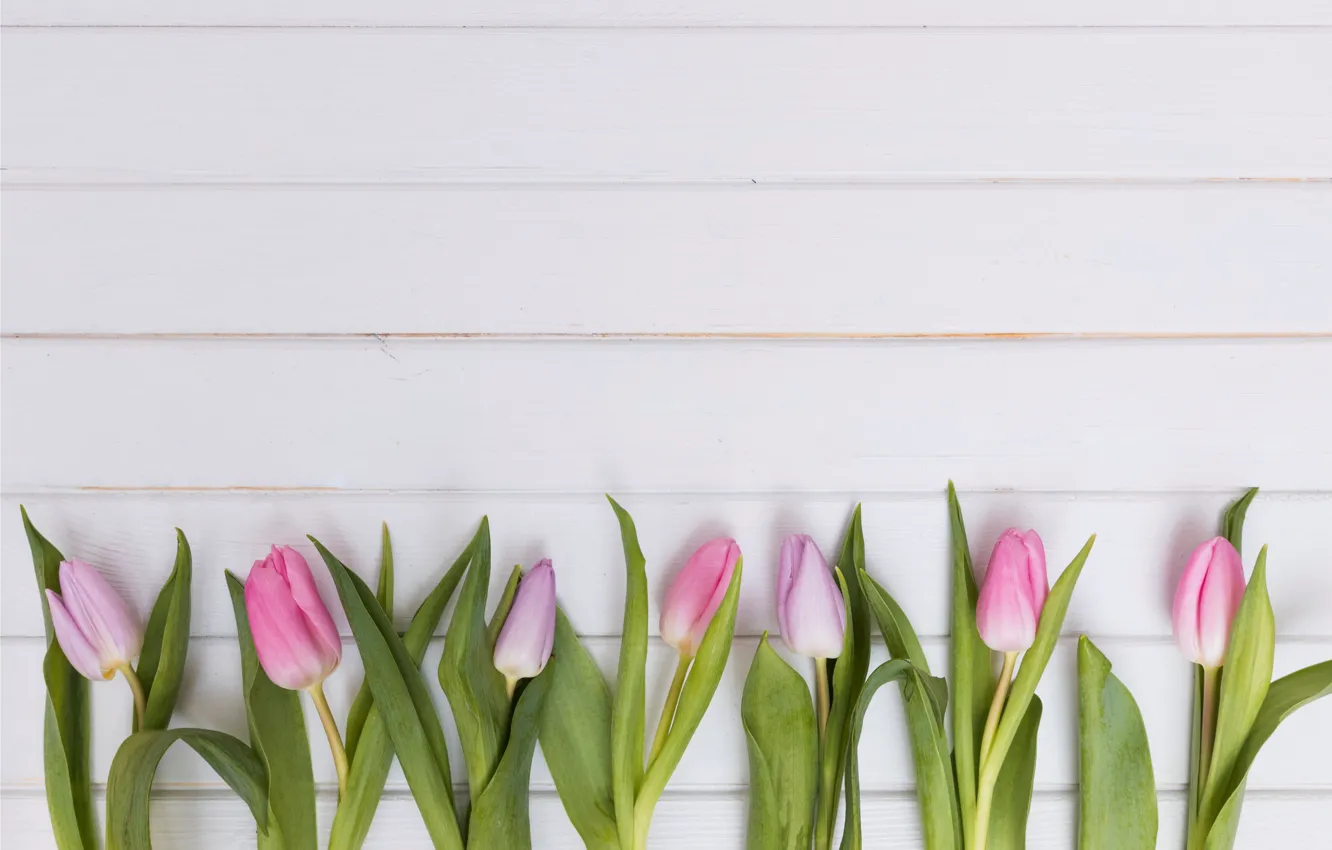 Photo wallpaper flowers, tulips, pink, fresh, wood, pink, flowers, tulips